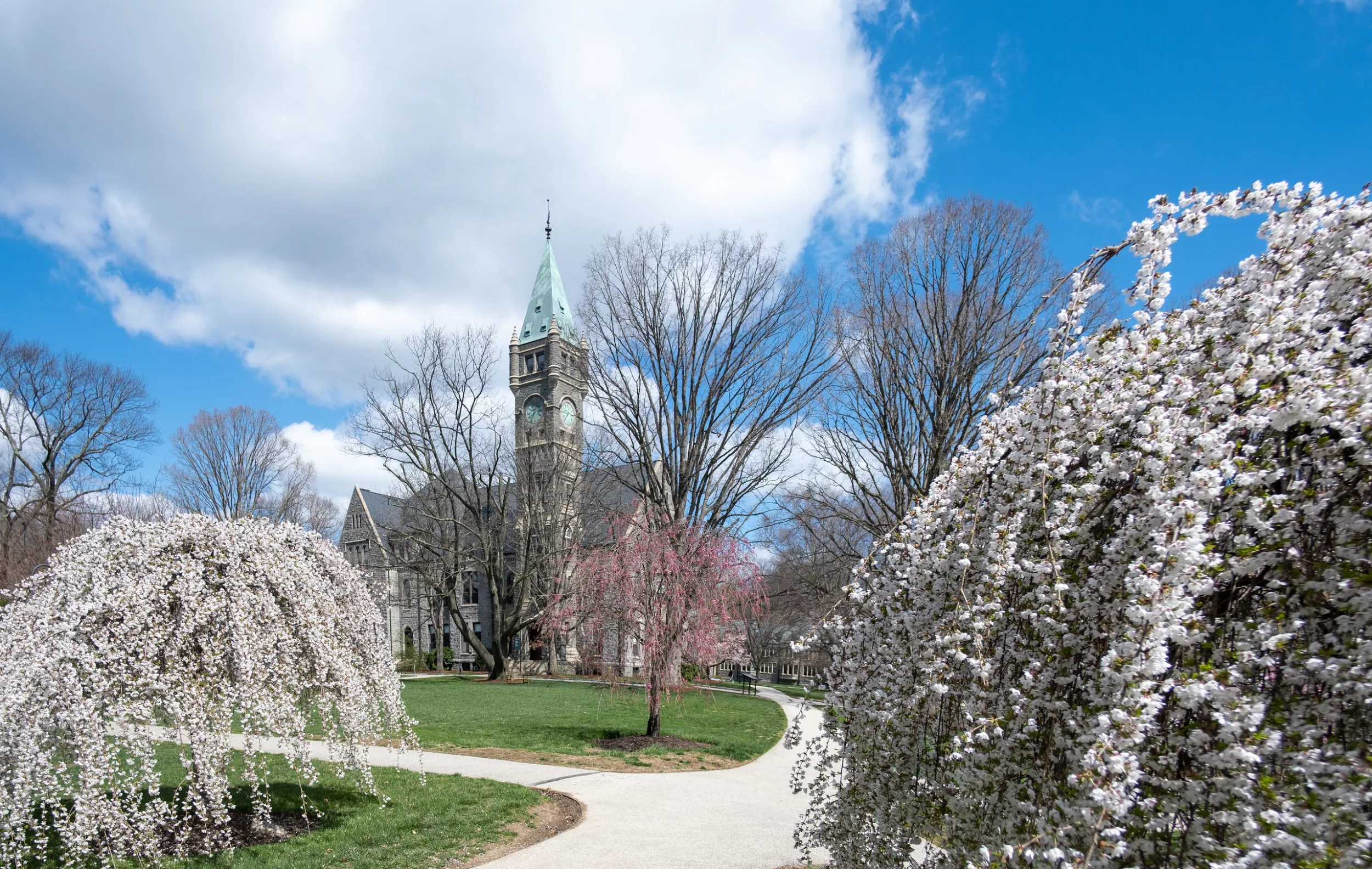 Taylor Hall Cherry Blossoms