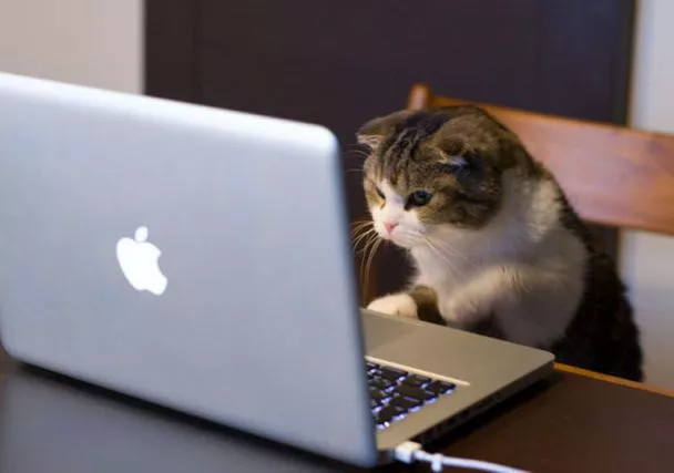 A tabby cat sits in front of a computer. 