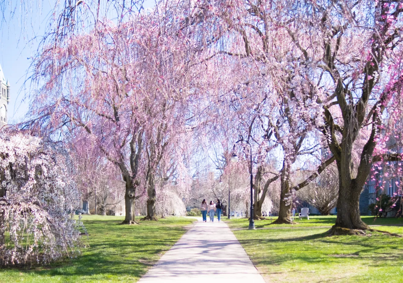 Row of cherry blossom trees with three students walking in between 