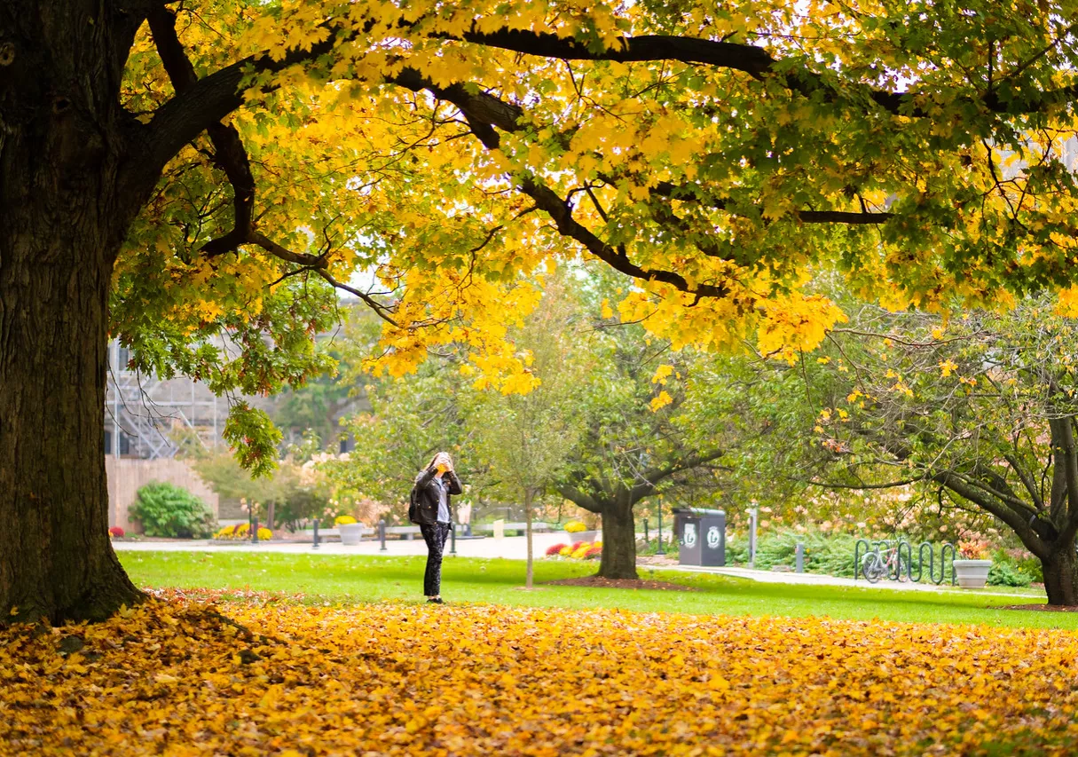 Trees with gold leaves and a student