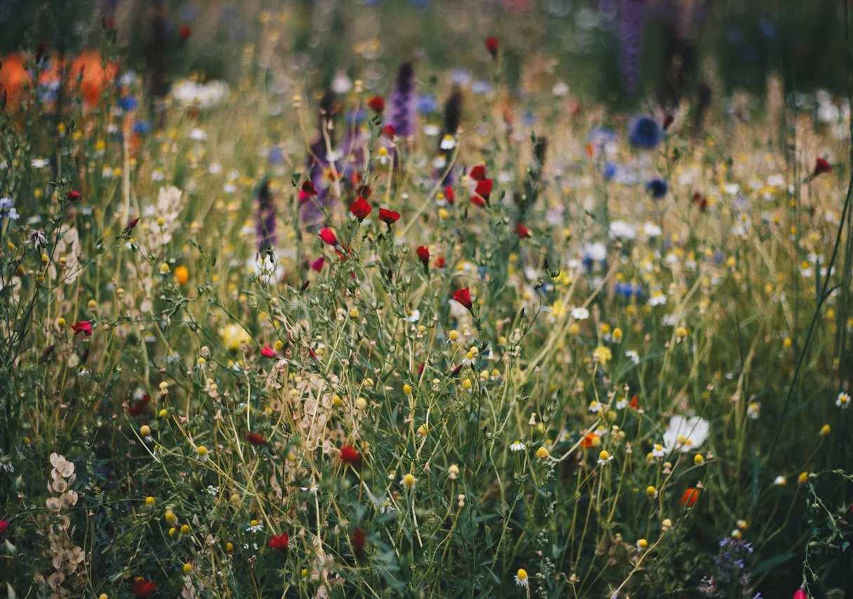 Sustainability - Greening - Wild Flowers