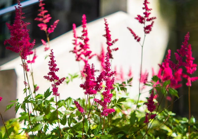 Pink Flowers