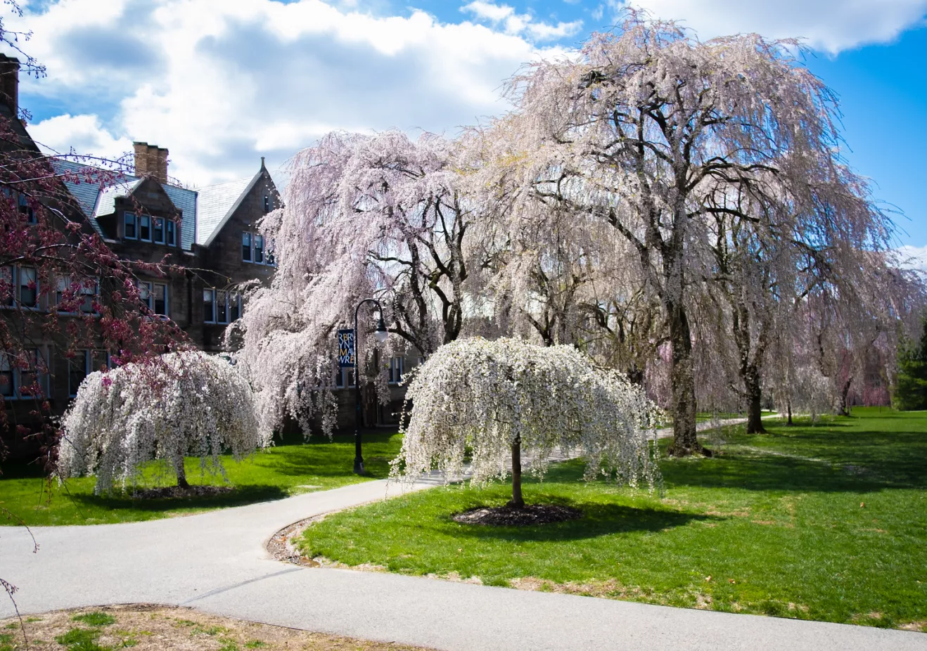 Flowering Trees