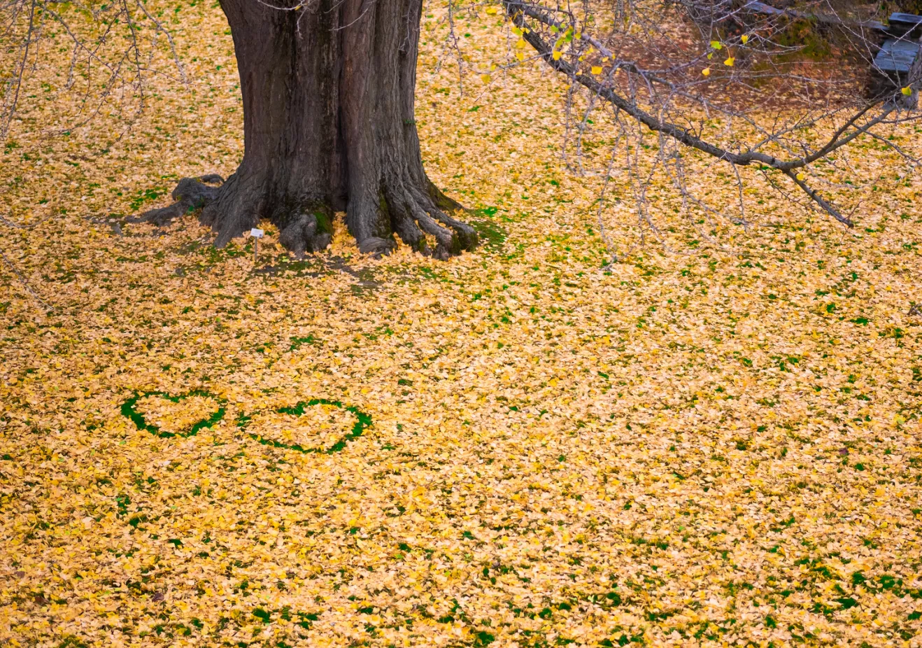 Fallen leaves and two hearts