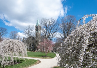 Flowering trees line a path on campus