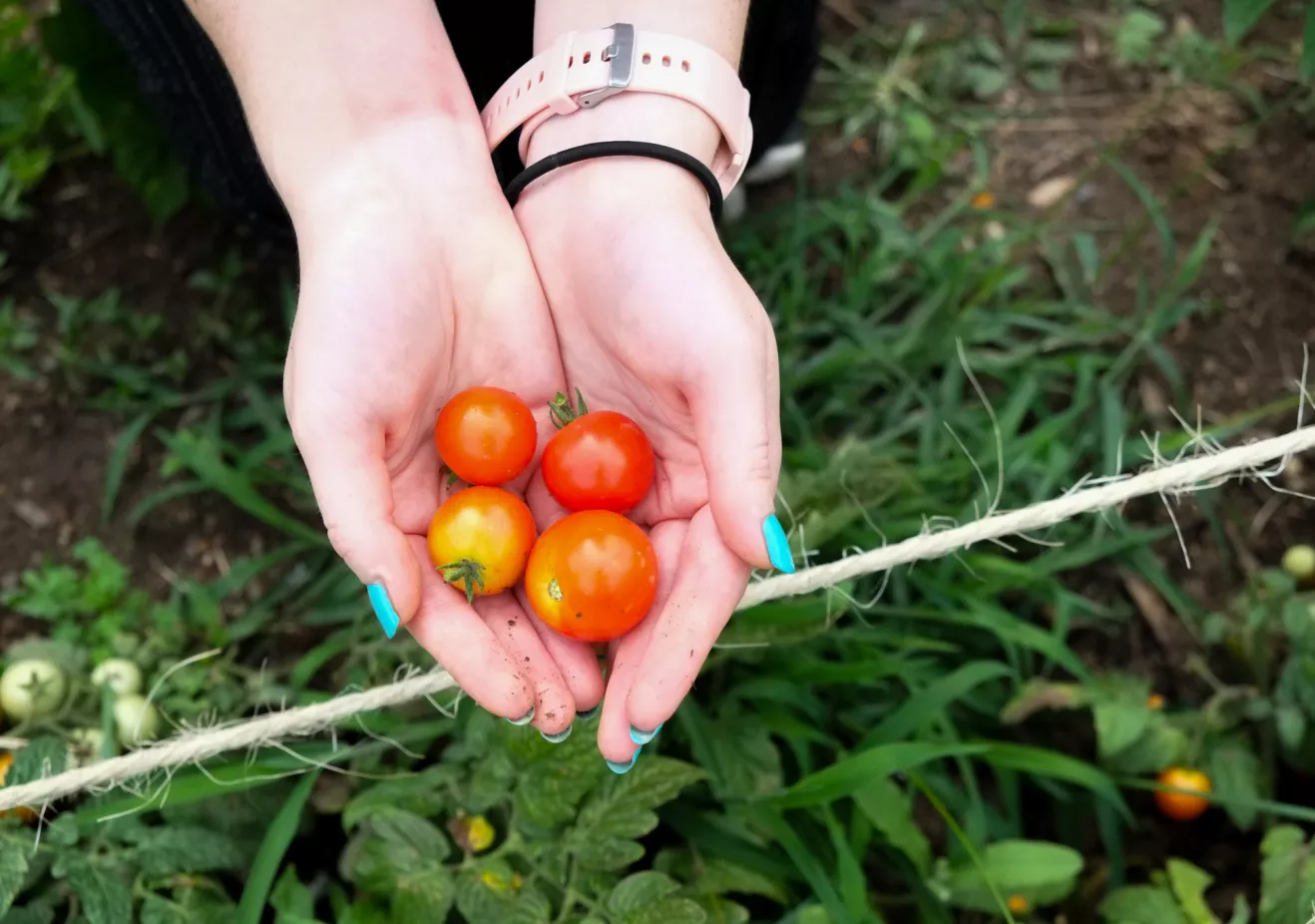 Student holding tomatoes from Community Garden in their hands