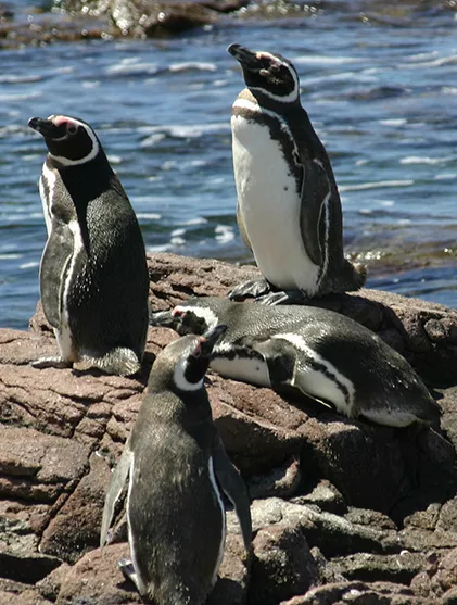 Magellanic Penguins