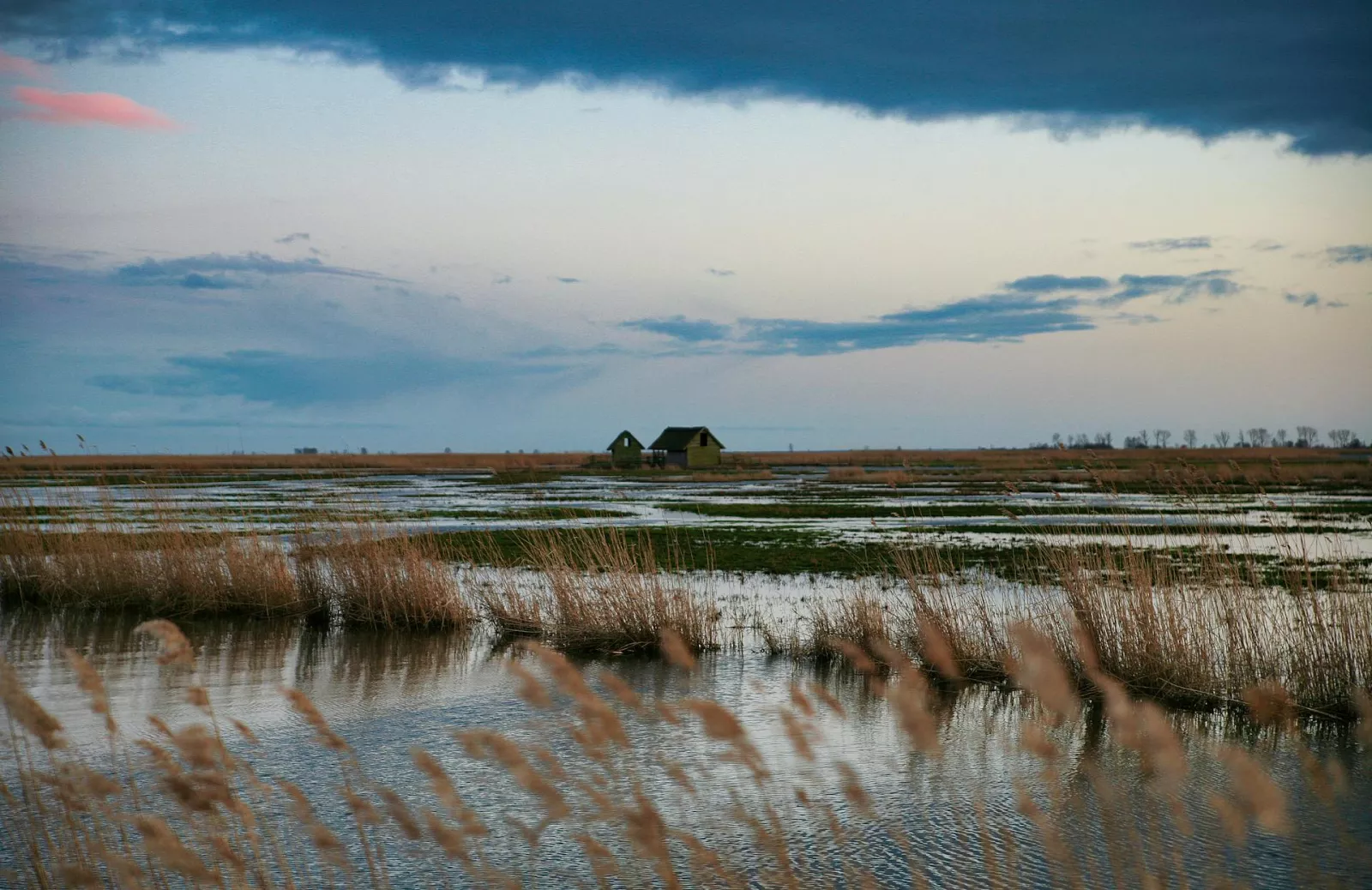 Salt Marsh