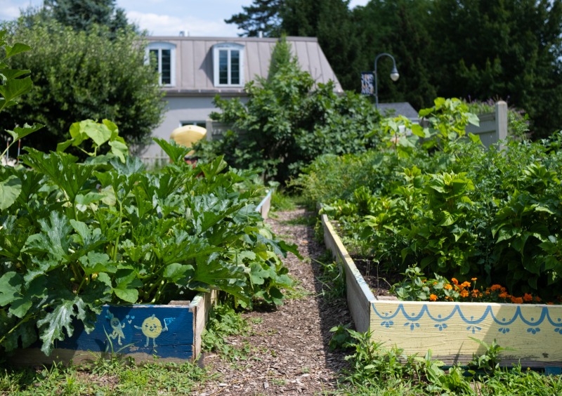 Garden with green plants 