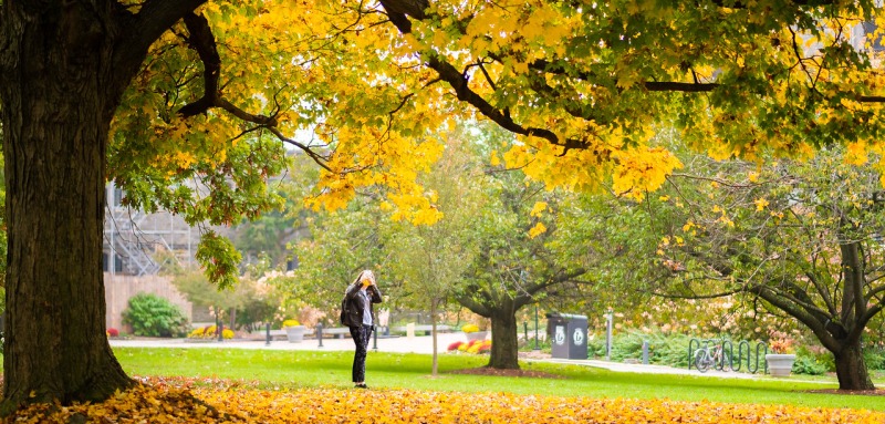 Trees with gold leaves and a student