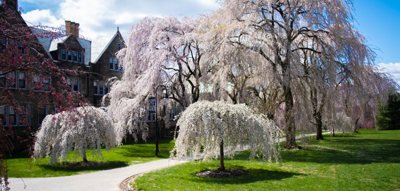 Flowering Trees