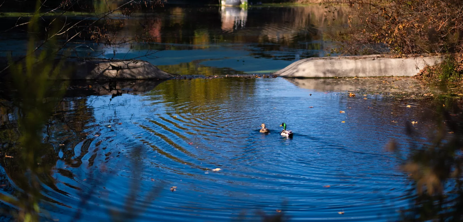 Ducks swimming in pond