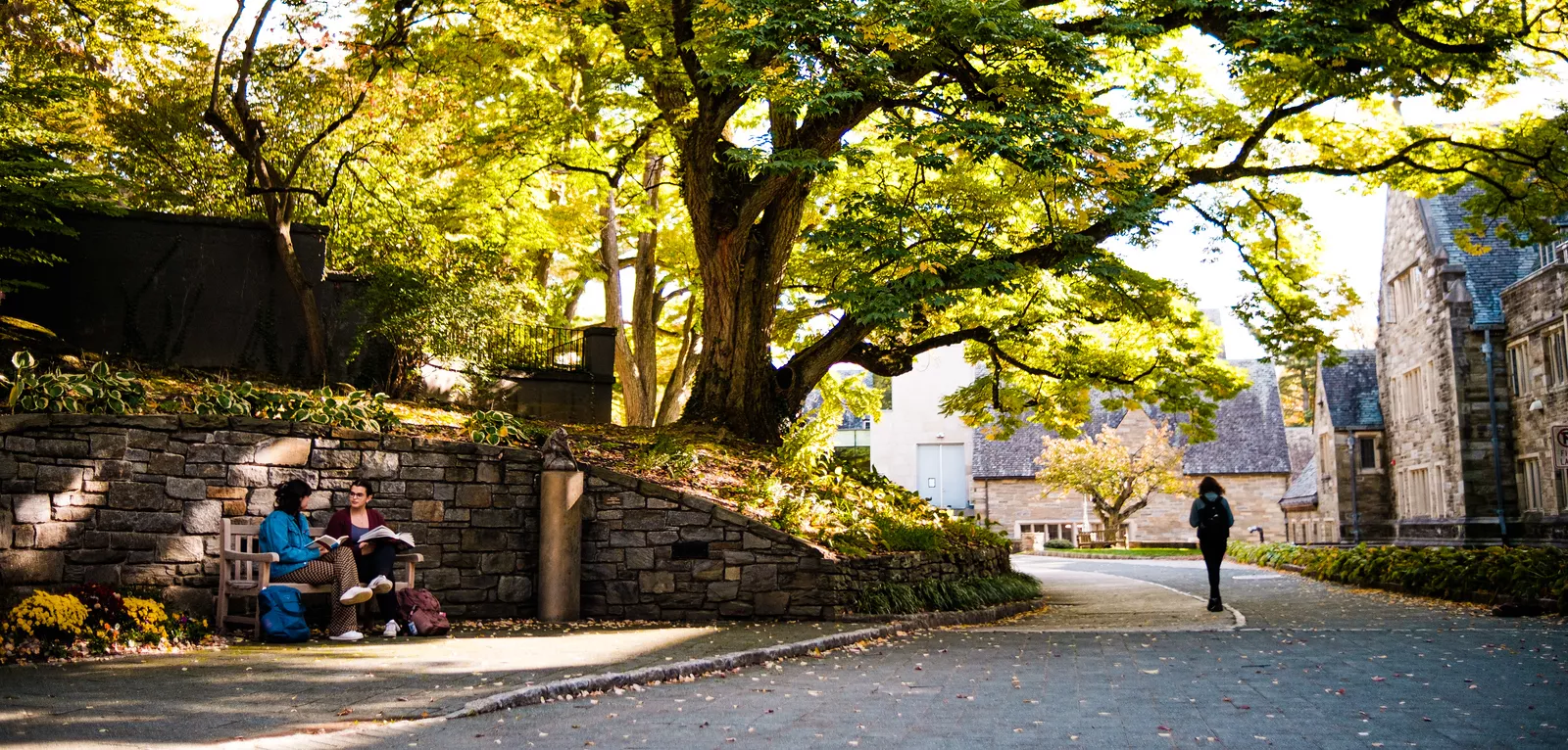 Trees and a bicycle