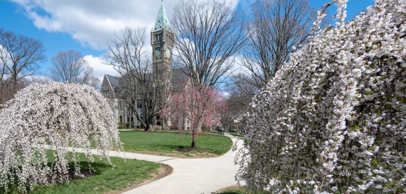 Taylor Hall Cherry Blossoms