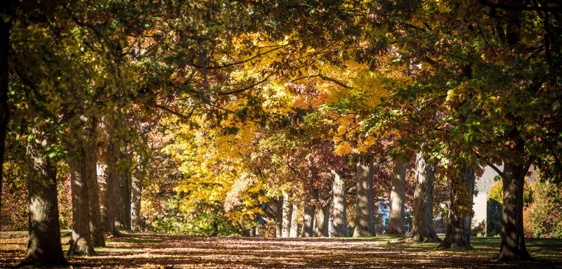 Senior Row in the fall