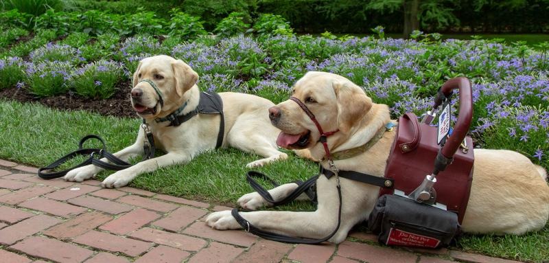 service dogs