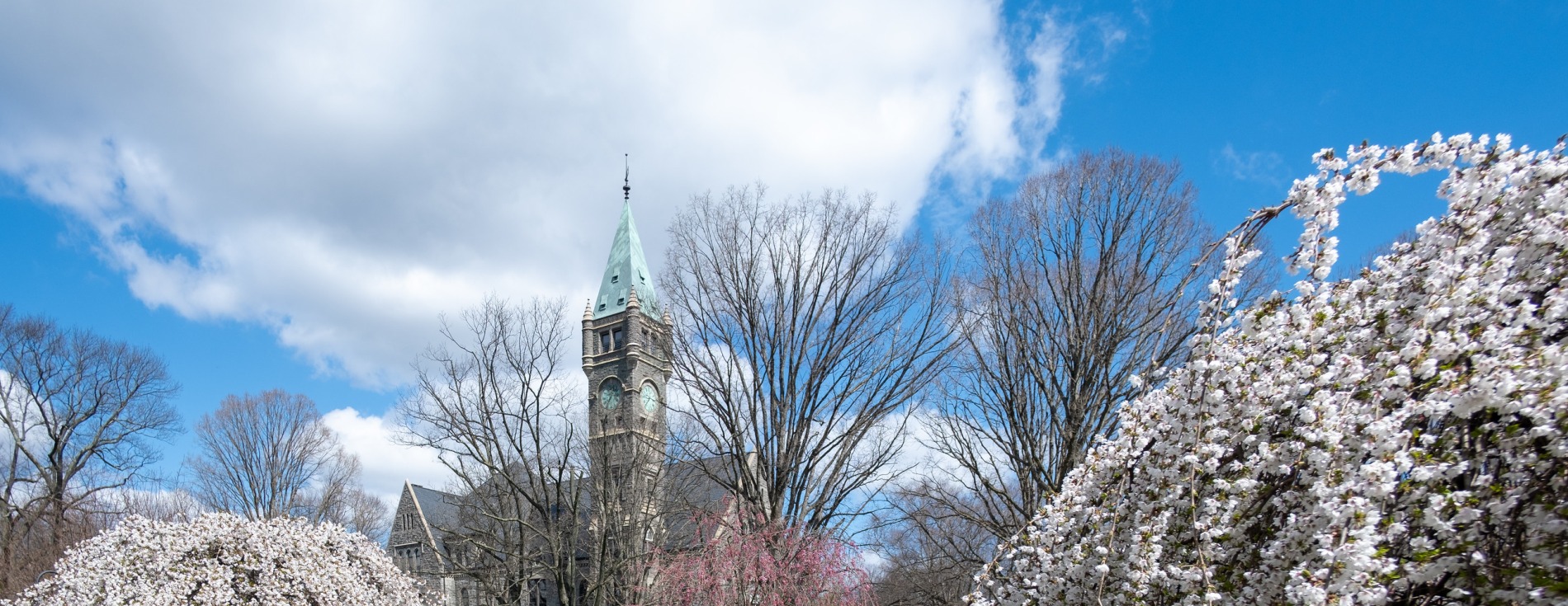 Taylor Hall Cherry Blossoms