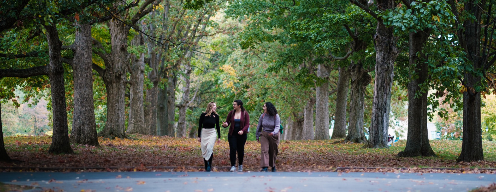 Three students walking between the trees at Senior Row