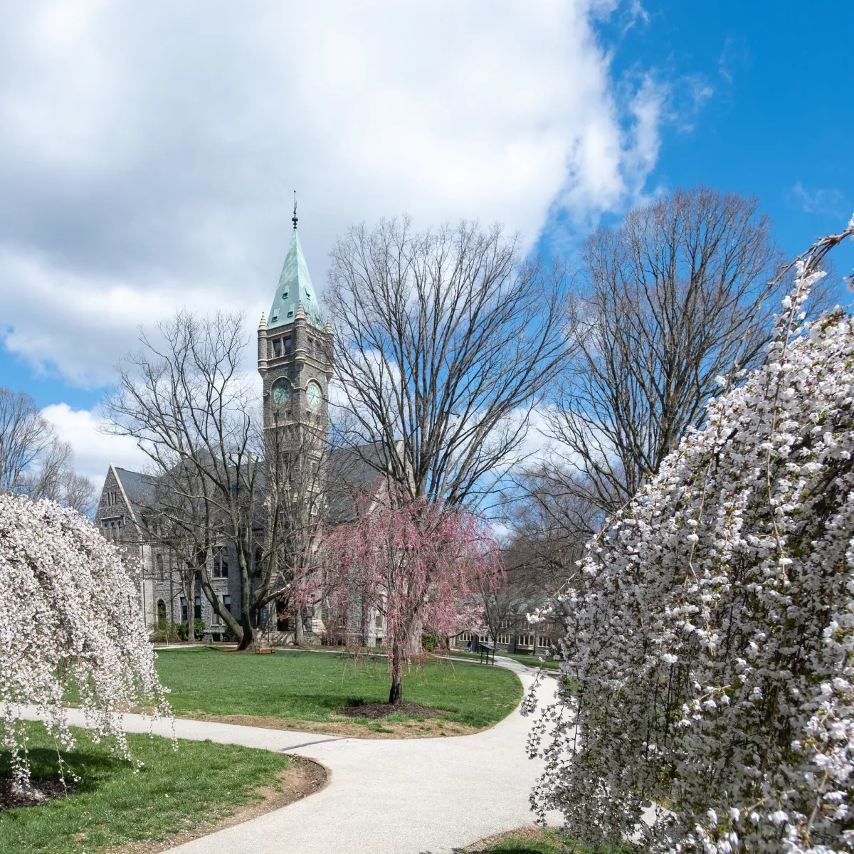 Taylor Hall Cherry Blossoms