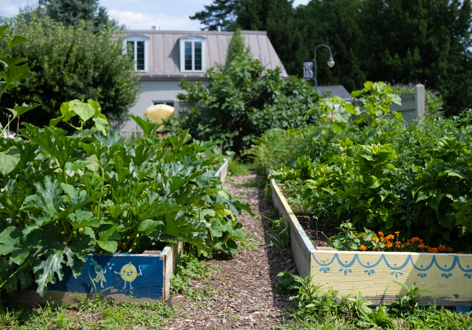 Garden with green plants 