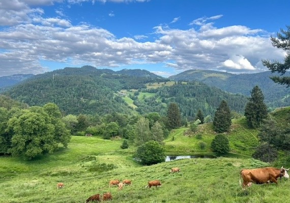 The view from Juliana Vair's internship, showing a field of cows below rolling green mountains.