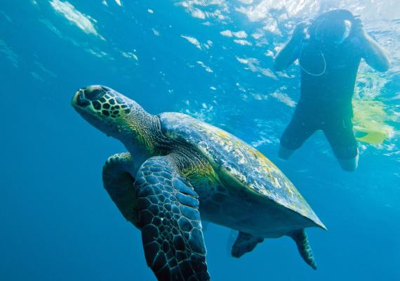 Image of a turtle and diver in the Galápagos 