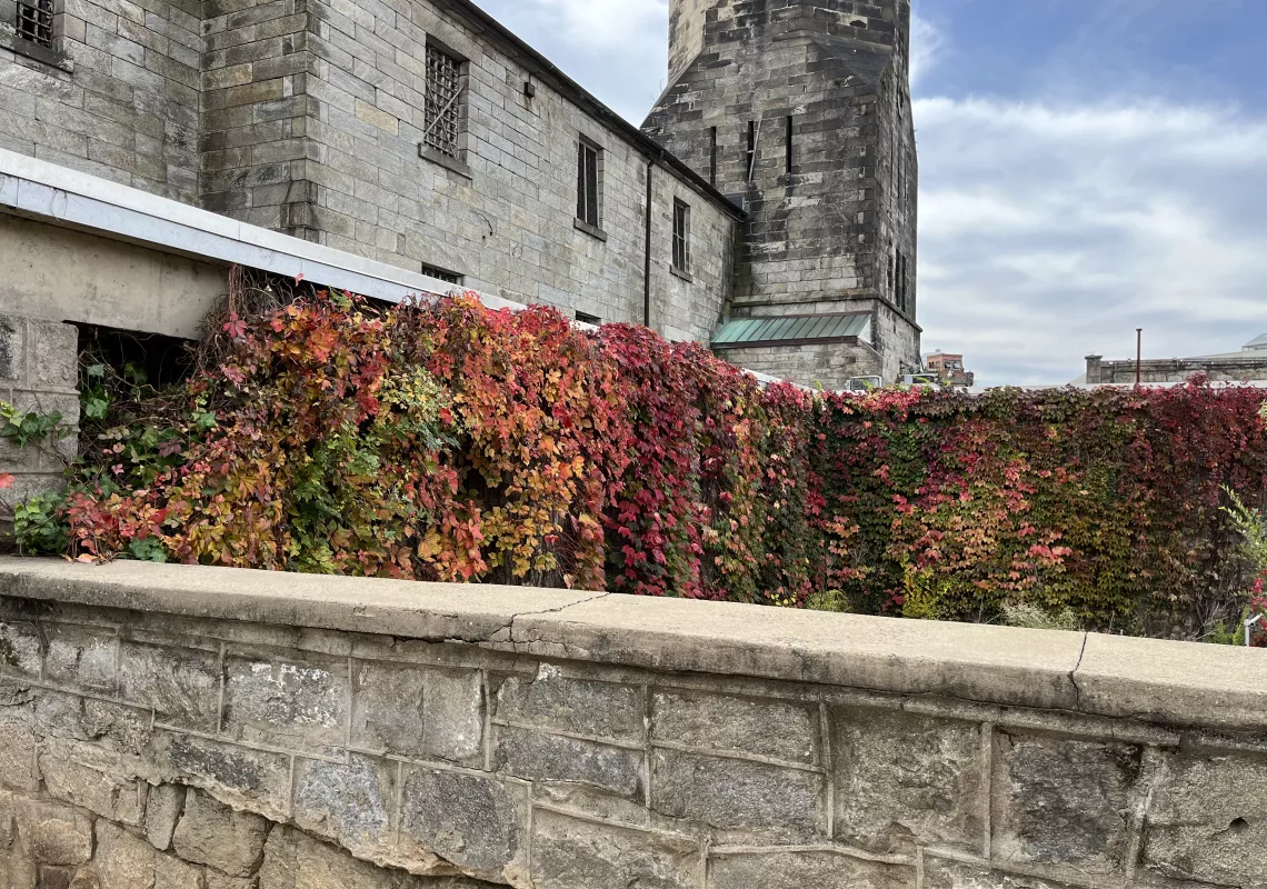 Ivy covered wall at Eastern State Penitentiary