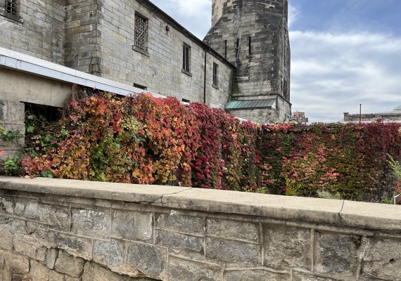 Ivy covered wall at Eastern State Penitentiary