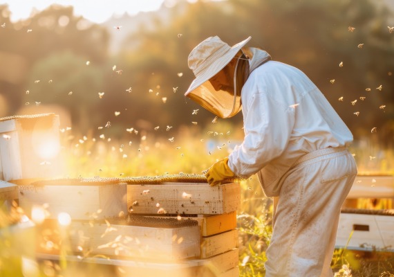 beekeeping stock