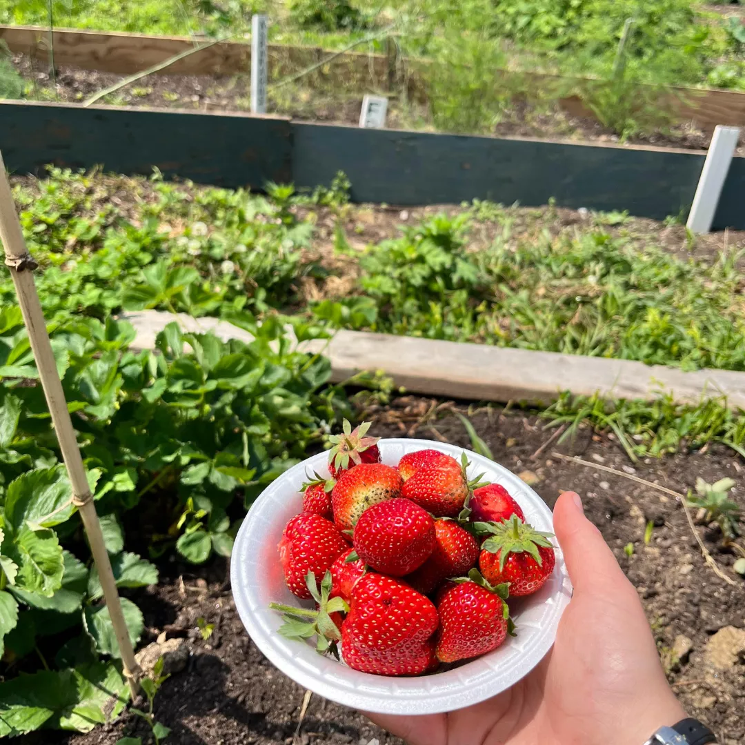 Hand holding out a bowl of strawberries. 