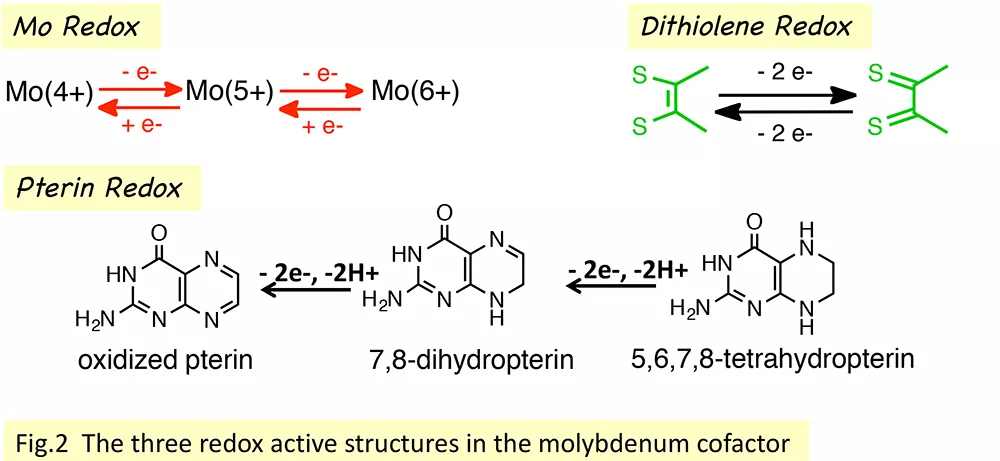 redox reactions of Moco metal and ligand components