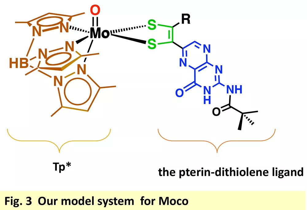 Moco model system