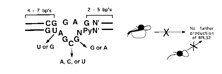 Crystallographic structure